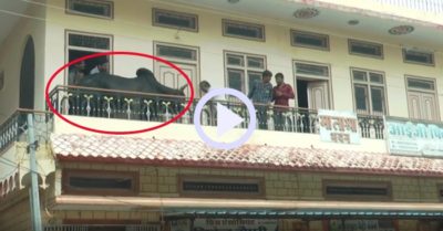 Video: Giải cứu con bò khổng lồ đi lạc lên tầng hai