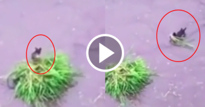 Video: “Kẻ phá bĩnh” chăm chỉ nhổ lúa mới cấy và gom lại thành đống