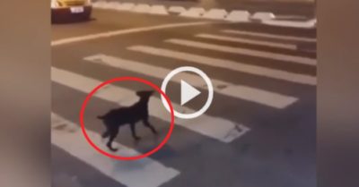 Video: Chú chó đen sang đường theo tín hiệu đèn giao thông