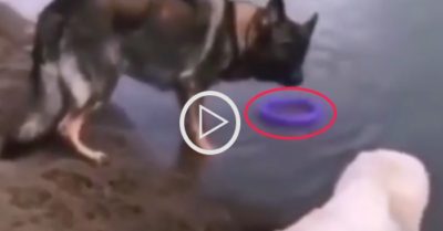 Video: Chú chó ngẩn ngơ khi gặp bạn cún ‘xinh đẹp’