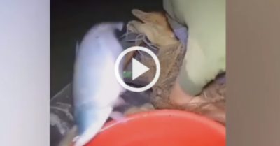 Video: Cá thác lác tẩu thoát thành công khỏi thuyền ngư dân