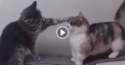 Video: Mèo chân ngắn bất lực khi bị mèo chân dài bắt nạt