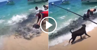 Video: Đàn cá tụ tập bơi đen bờ biển tại Yelapa