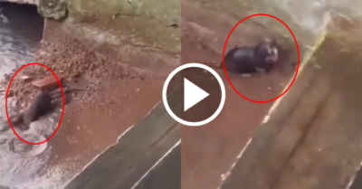 Video: Chuột mẹ bất chấp nguy hiểm để cứu con khi hang bị ngập nước