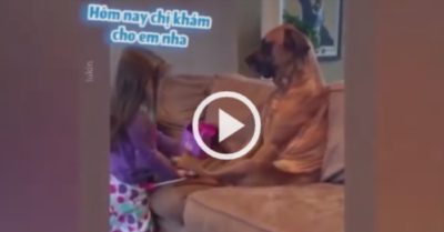 Video: Chó cưng cam chịu giả làm bệnh nhân cho cô chủ nhỏ