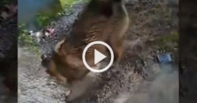 Video: Chó mẹ chui vào hang ngập nước cứu đàn con khỏi chết đuối
