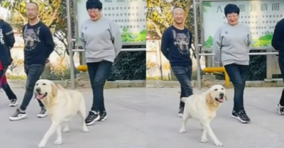 Video: Chú chó cưng tập dưỡng sinh nhịp nhàng cùng chủ