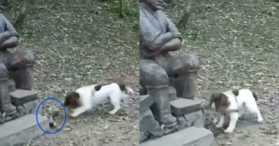 Video: Cún con tìm cách rủ ông tượng chơi đùa cùng mình