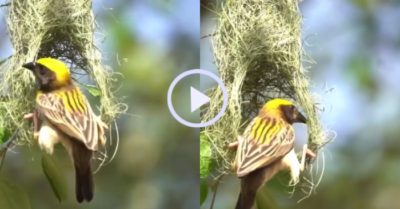 Video: Chim mẹ cần mẫn đan cỏ làm thành tổ chim