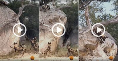 Video: 21 con chó hoang săn linh dương đứng nấp một bên vách đá