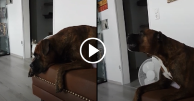 Video: Chó cưng bắt chước hú theo tiếng còi xe cứu thương