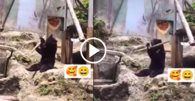 Video: Con gấu múa gậy điêu luyện làm dân mạng thích thú