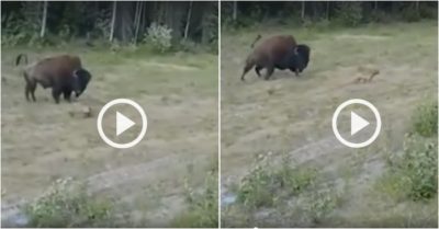 Video: Chó pitbull lao đến “ghẹo” con bò rừng nặng 1,6 tấn