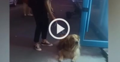 Video: Chó cưng ăn vạ chủ nhân khi đi qua hàng thịt nướng