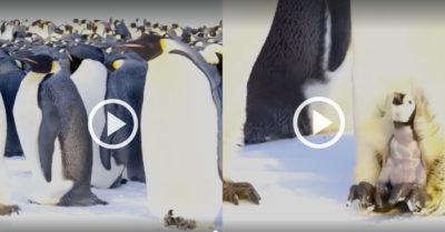 Video: Hàng nghìn chim cánh cụt con cùng bố chờ mẹ đi kiếm ăn suốt gần 4 tháng