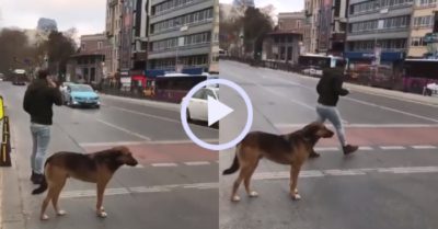 Video: Chú chó vẫn đứng chờ đèn xanh khi nhiều người vượt đèn đỏ