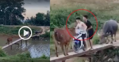 Video: Hai thanh niên đi xe máy ra giữa cầu thì bò chặn trước, trâu trấn giữ phía sau