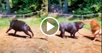 Video: Cún cưng đen ú ngoạm cành cây vụt vào mông chú chó cưng vàng