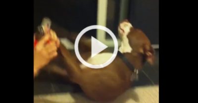 Video: Chú chó giả vờ ngất xỉu để không bị cắt móng chân