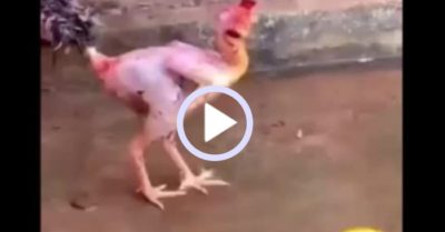 Video: Con gà trụi lông lững thững đi dạo khiến dân mạng ‘dậy sóng’