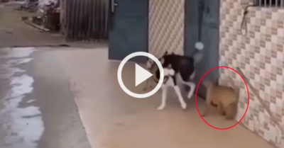 Video: Husky ngáo cà khịa cún con