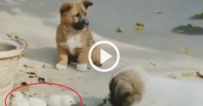 Video: Khi chó con và gà con trở thành bạn thân