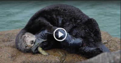 Video khoảnh khắc hiếm: Rái cá mẹ ‘vượt cạn’ dưới trời mưa