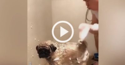 Video: Con chó cưng chịu trận khi được cậu chủ ‘truyền nội công’