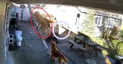 Video: Chó cưng cầu cứu chủ khi trót dại trèo lên mái nhà