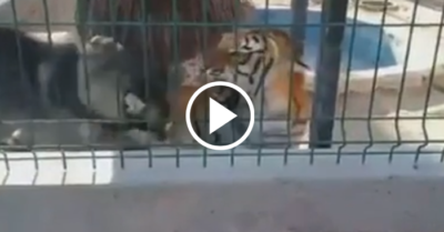 Video: Hổ nhăn mặt vì bị Husky bắt nạt