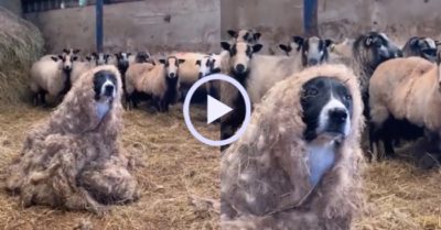 Video: Chó cưng cải trang, trà trộn vào đàn cừu