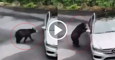 Video: Gấu đứng hình rồi bỏ chạy sau khi nghe tiếng hét khủng trong ô tô