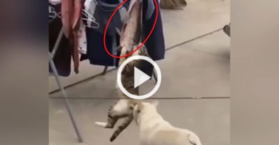 Video: Chú chó giúp mèo ăn vụng cá của chủ nhân