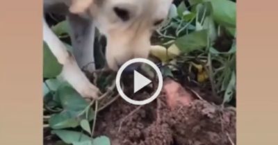 Video: Chó cưng giúp chủ thu hoạch rau củ trong vườn nhà