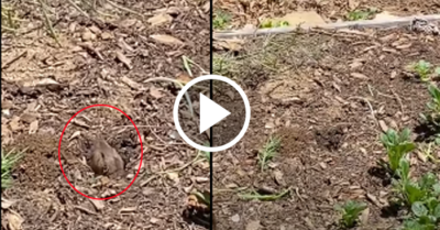 Video: Con chuột mở lối ngầm dưới lòng đất để trộm bắp cải