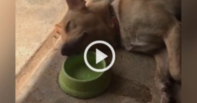 Video: Chú chó vừa nằm ngủ, vừa uống nước khiến người xem thích thú