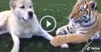 Video: Chú chó cưng phản ứng mạnh khi bị bạn hổ vuốt ve