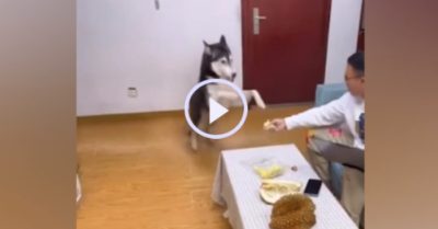 Video: Chú chó bỏ chạy khi ngửi mùi sầu riêng