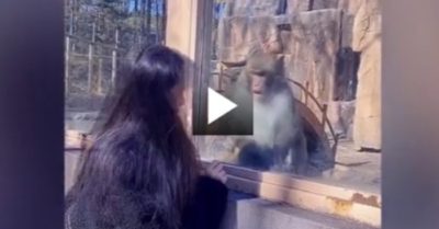 Video: Khoảnh khắc chú khỉ giật mình khi nhìn thấy cô gái gây sốt mạng xã hội
