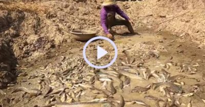 Video: Người đàn ông mỏi tay hốt cá mắc cạn