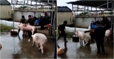 Video: Lợn xông vào dùng mõm húc người giải cứu đồng loại sắp bị thịt
