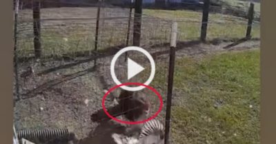 Video: Con gà trống mổ diều hâu giải cứu gà mái