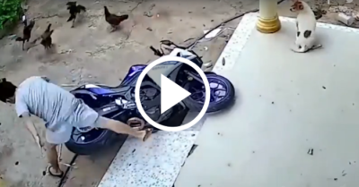 Video: Chó giật mình, gà bỏ chạy vì cậu chủ dắt xe hậu đậu
