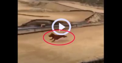Video: Chú chó cưng vào trường đua xe phân khối lớn náo loạn