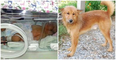 Em bé sơ sinh bị bỏ rơi ở bãi rác may mắn được chú chó tốt bụng cứu sống