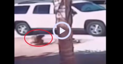 Video: Con mèo vệ sĩ tung cước vào con chó để bảo vệ cậu chủ nhỏ