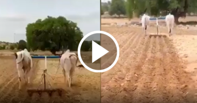 Video: Hai chú bò thông minh biết tự kéo cày mà không cần người chỉ dẫn