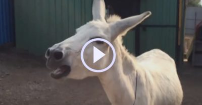 Video: Con lừa ‘biết hát’ gây sốt trên mạng xã hội