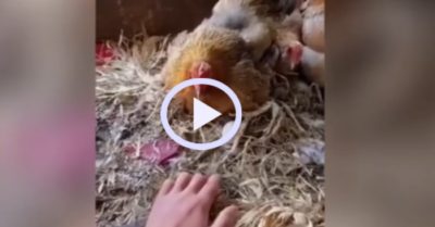Video: Anh nông dân ‘thôi miên’ gà mẹ để lấy trứng trong ổ