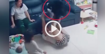 Video: Chú chó cưng chờ đến lượt để được chơi trò máy bay